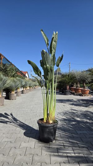 Strelitzia reginae – Strelicja królewska – Wys. 150-190 cm