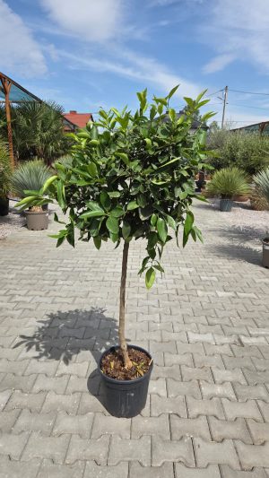Limonka – Drzewko Limonkowe – Citrus aurantiifolia | wys. ok. 150 -160cm
