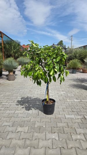Grejpfrut – Drzewko Grejpfrutowe – Citrus paradisi | wys. ok. 130–140 cm