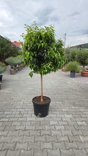 Mandarynka – Drzewko Mandarynkowe – Citrus reticulata | wys. ok. 180–210 cm