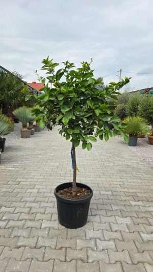 Limonka – Drzewko Limonkowe – Citrus aurantiifolia | wys. ok. 180 cm