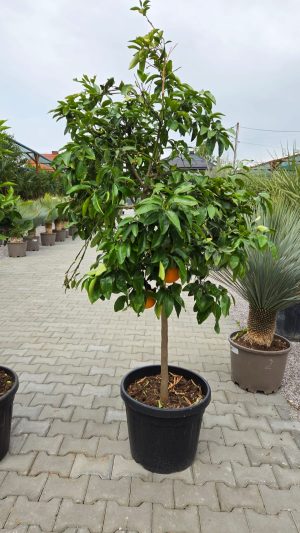 Grejpfrut – Drzewko Grejpfrutowe – Citrus paradisi | wys. ok. 180–190 cm