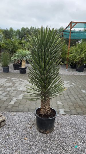 Yucca Filifera – juka egzotyczna | wys. ok. 160 cm