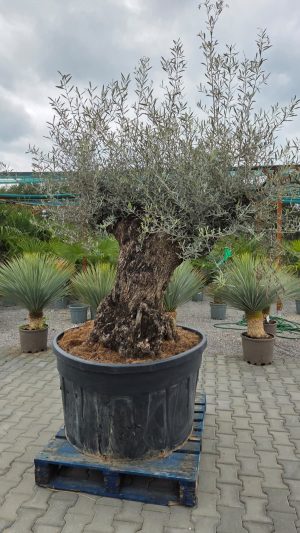 Drzewko oliwne – Olea Europaea | ok. 300-320 cm