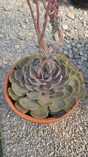 Echeveria ‘Pollux’