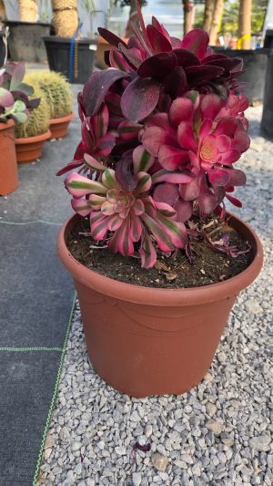 Aeonium ‘Pink Witch’