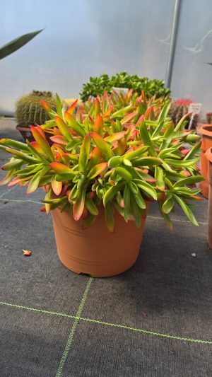 Crassula ‘Campfire’