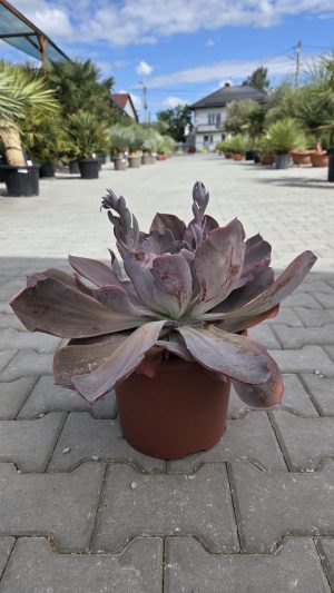 Echeveria ‘Afterglow’