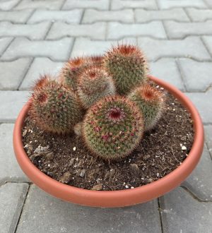 Mammillaria flora