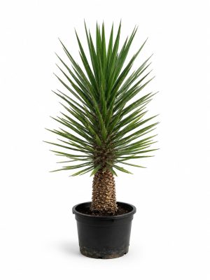 Yucca Filifera