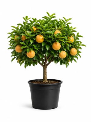 Grejpfrut – Citrus paradisi
