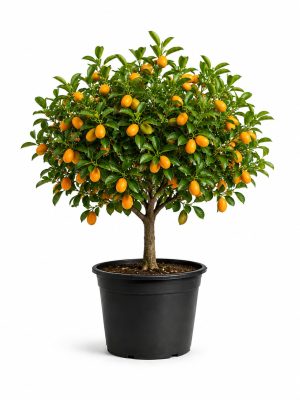 Kumkwat – Fortunella japonica