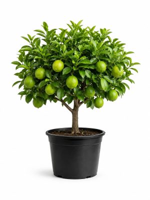Limonka – Citrus aurantiifolia