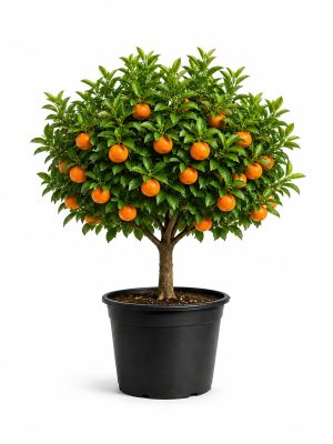Mandarynka – Citrus reticulata
