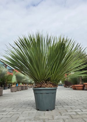 Yucca rostrata z dwoma pniami |100–110 cm