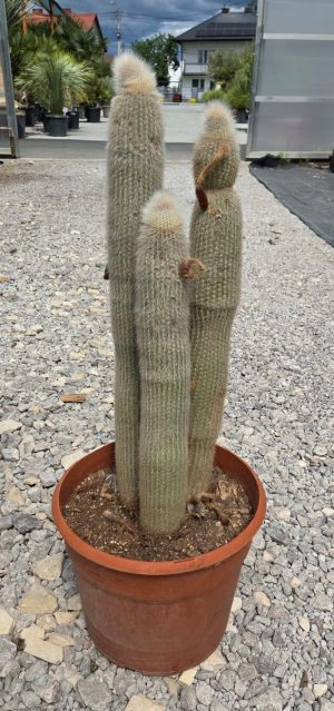 Cleistocactus Strausii