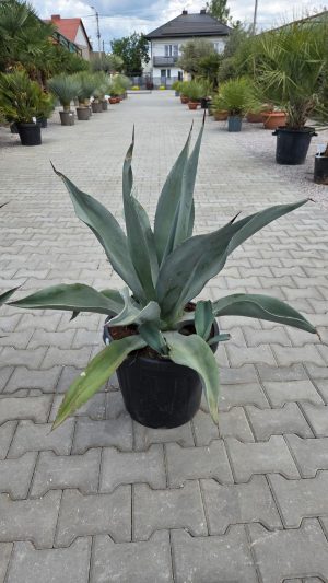 Agave weberi