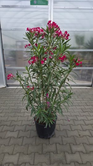 Nerium Oleander - Czerwony