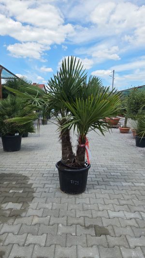 Trachycarpus fortunei – Szorstkowiec Fortunego – 2 pnie – ok. 180