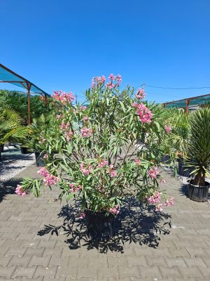 Nerium Oleander Różowy XXL