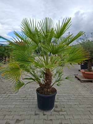 🌴 Chamaerops humilis – Karłatka Niska – wys. 210 cm