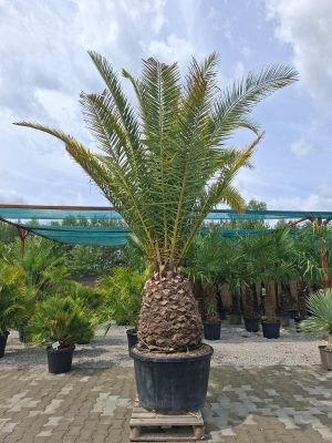 Phoenix canariensis – Daktylowiec kanaryjski  ok. 400 cm