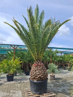 Phoenix canariensis – Daktylowiec kanaryjski  ok. 400 cm