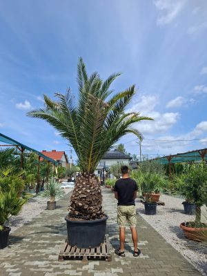 Phoenix canariensis – Daktylowiec kanaryjski  ok. 400 cm