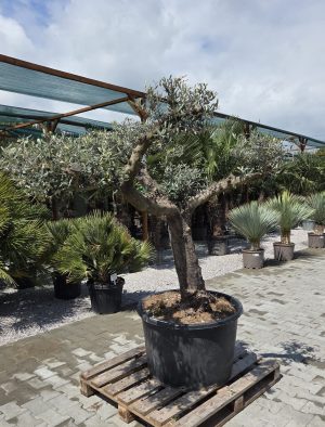 Olea europaea – drzewko oliwne bonsai | 190 cm.